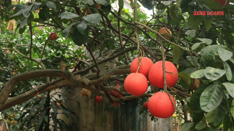 Khách hàng mua bưởi đỏ để thờ dịp Tết, mong tài lộc.