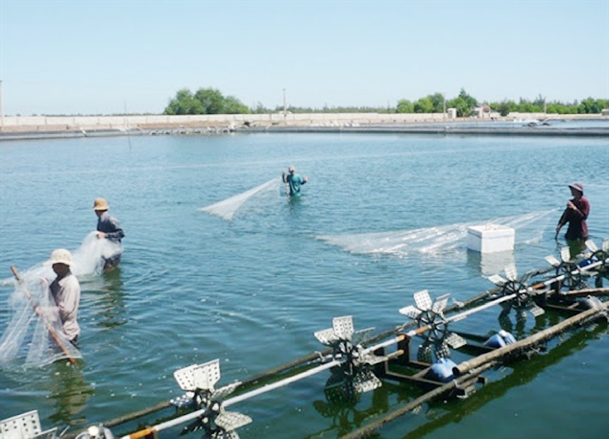 Nghề nuôi trồng thủy sản đang cho thấy tiềm năng lớn ở Quảng Xương.