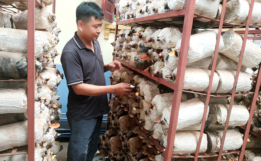 Nghề trồng nấm sẽ tiếp tục được tỉnh đầu tư, phát triển trong thời gian tới.