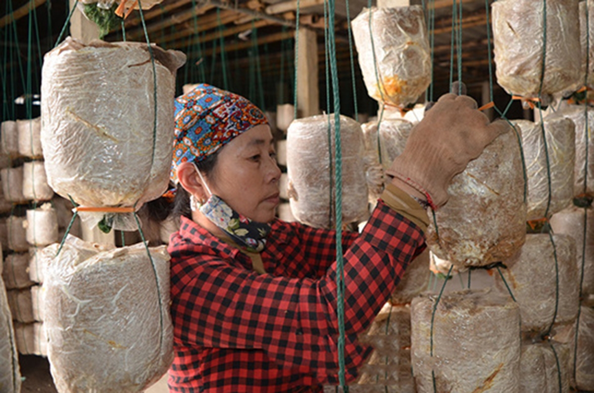 Nghề trồng nấm có nhiều thuận lợi để phát triển trên địa bàn tỉnh Nam Định.