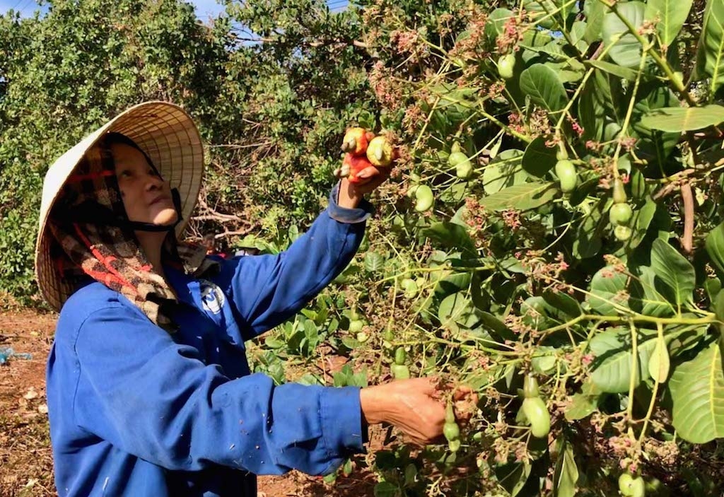 Nhờ được tập huấn tốt nên các hộ trồng điều ở Bù Đăng ngày càng tự tin hơn.