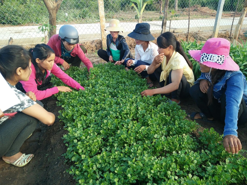 Các lao động nữ ở Kông Chro học sản xuất rau an toàn.