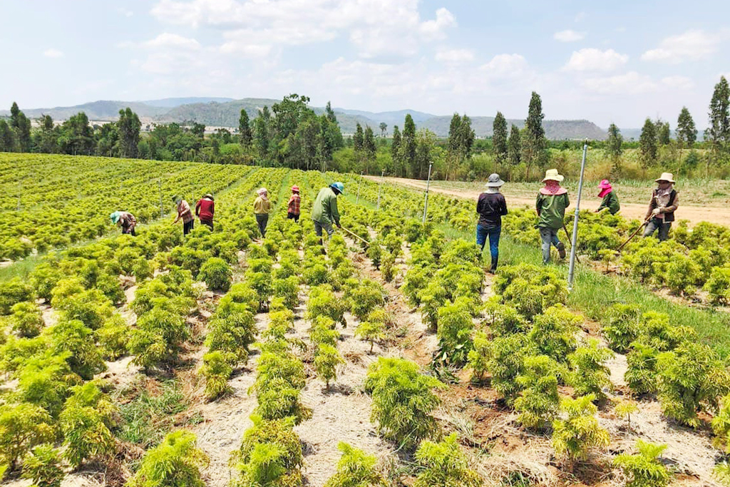 Nhờ các chương trình tập huấn đã giúp người dân Kông Chro thay đổi tập quán sản xuất nông nghiệp.