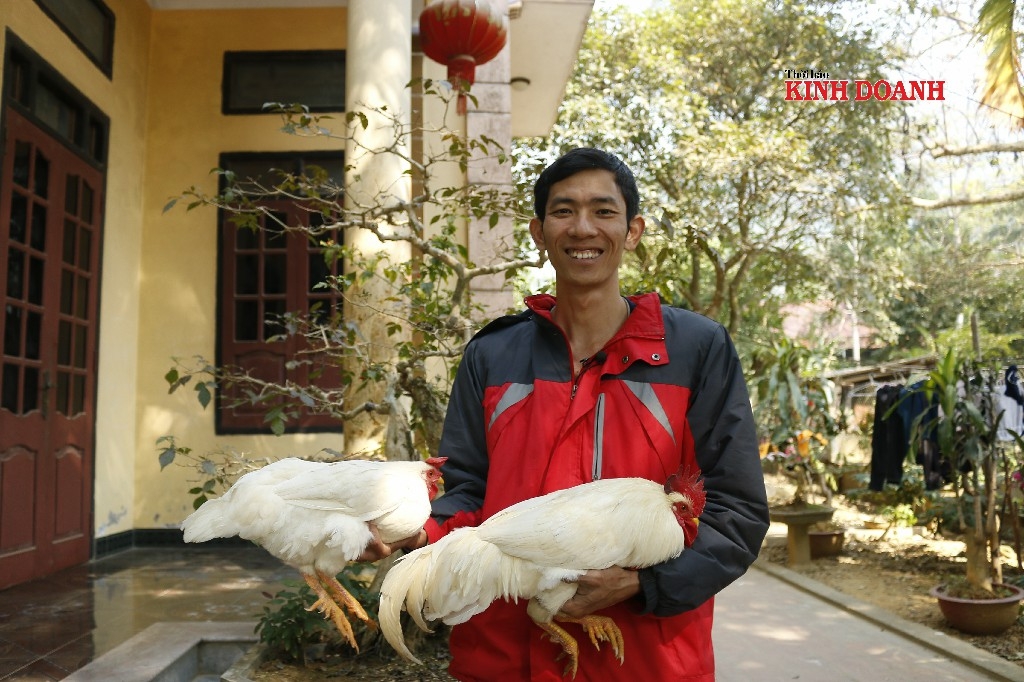 Anh Nguyễn Văn Đức, người khởi nghiệp với gà 9 cựa.