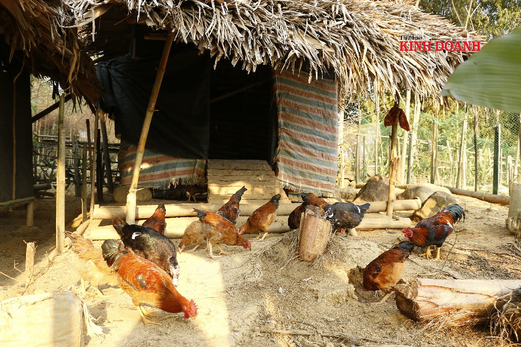 Gà được nuôi theo hình thức bán chăn thả, thức ăn chủ yếu là ngô lên men.