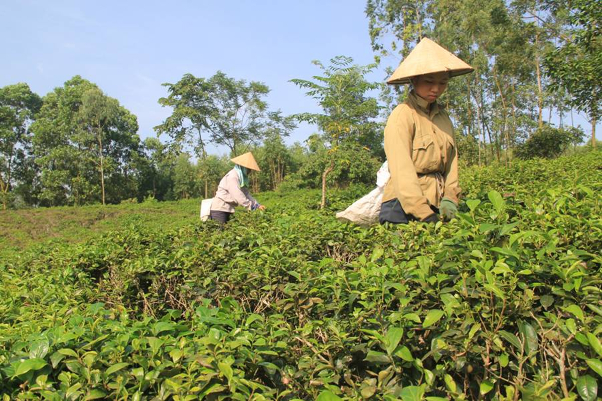 Hán Đà đang phát triển cây chè theo hướng hữu cơ, mở hướng làm giàu cho người dân (Ảnh TL).