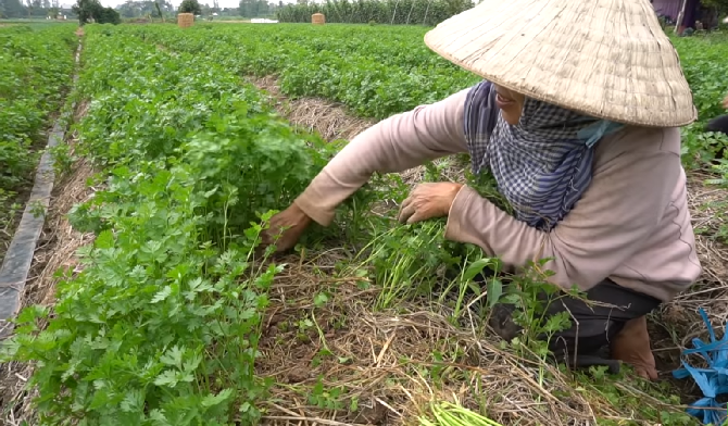 Người dân áp dụng quy trình VietGAP nhằm nâng cao chất lượng và giá rau ngò rí.