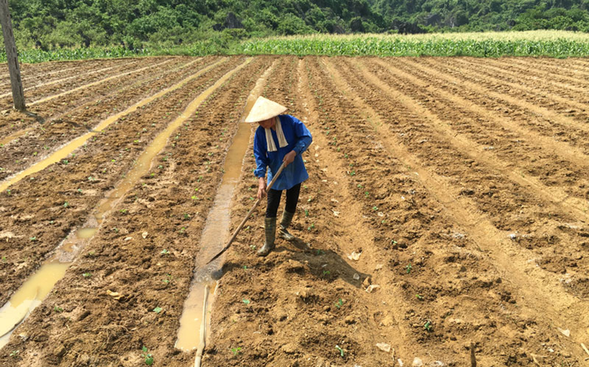 Xã Hán Đà sẽ tiếp tục đầu tư mạnh cho nông nghiệp sạch (Ảnh TL).