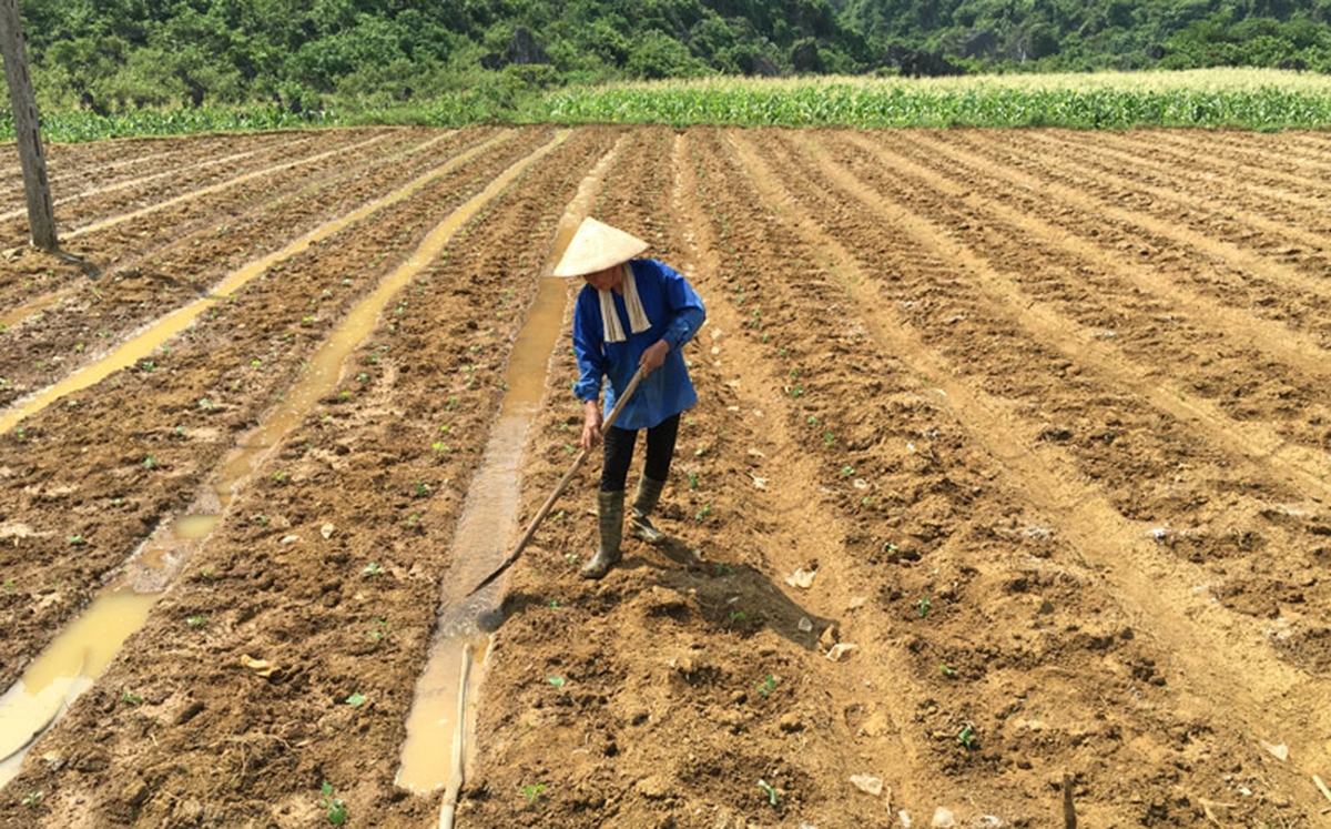 Xã Hán Đà sẽ tiếp tục đầu tư mạnh cho nông nghiệp sạch (Ảnh TL).