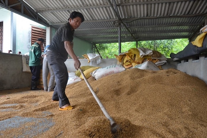 Dịch vụ sấy lúa giúp kéo dài thời gian bảo quản, nhất là vào mùa mưa lũ.