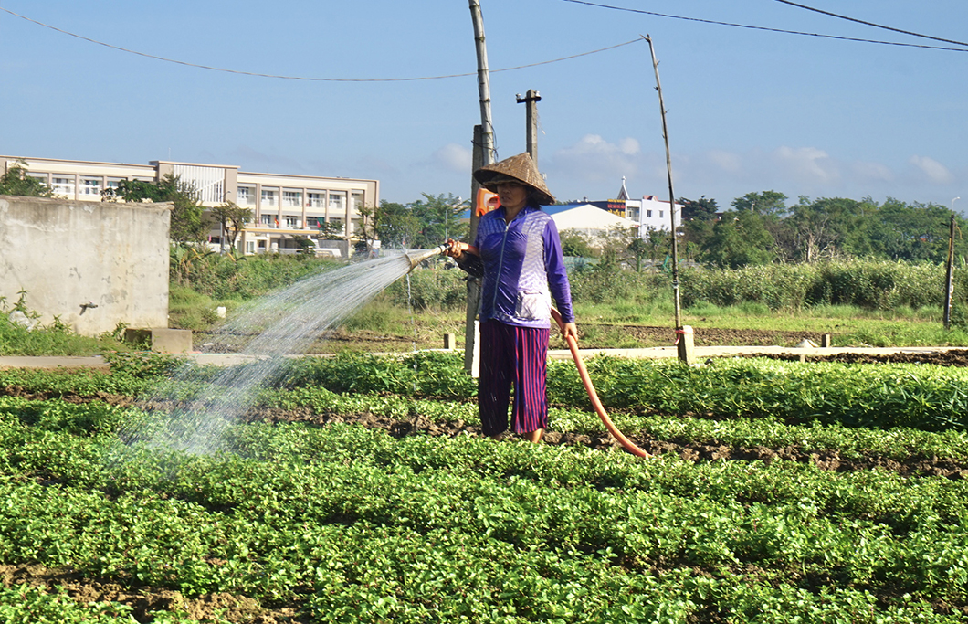 Người dân các tỉnh miền Trung đang tích cực chăm sóc vườn rau, hy vọng sẽ đem lại thu nhập cao vào thời gian giáp Tết. (Ảnh: ITN)
