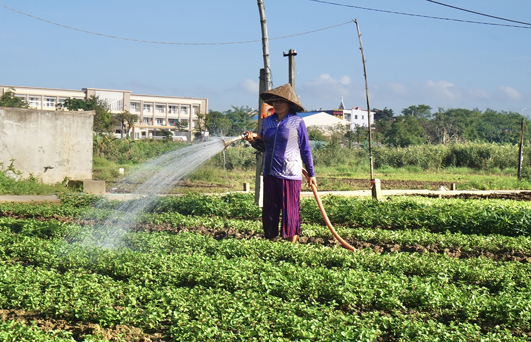 Người dân các tỉnh miền Trung đang tích cực chăm sóc vườn rau, hy vọng sẽ đem lại thu nhập cao vào thời gian giáp Tết. (Ảnh: ITN)