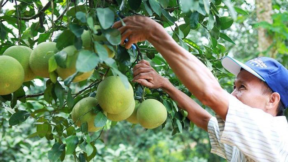 HTX sẽ tăng cường kết nối để mở rộng đầu ra cho sản phẩm (Ảnh TL).