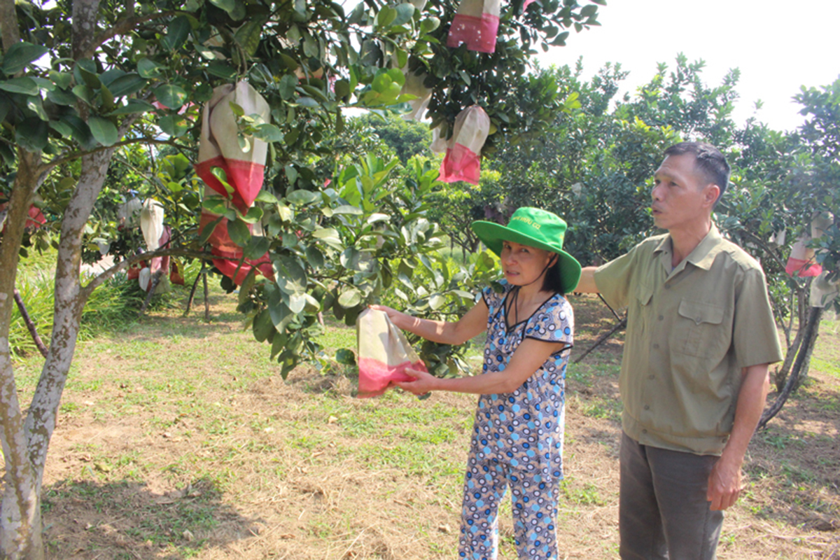 Sản xuất VietGAP giúp HTX nang cao giá trị sản phẩm (Ảnh TL).