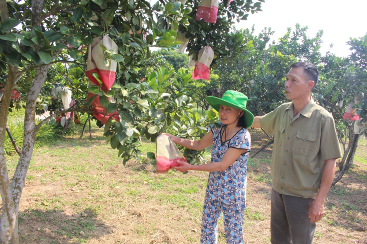 Sản xuất VietGAP giúp HTX nang cao giá trị sản phẩm (Ảnh TL).