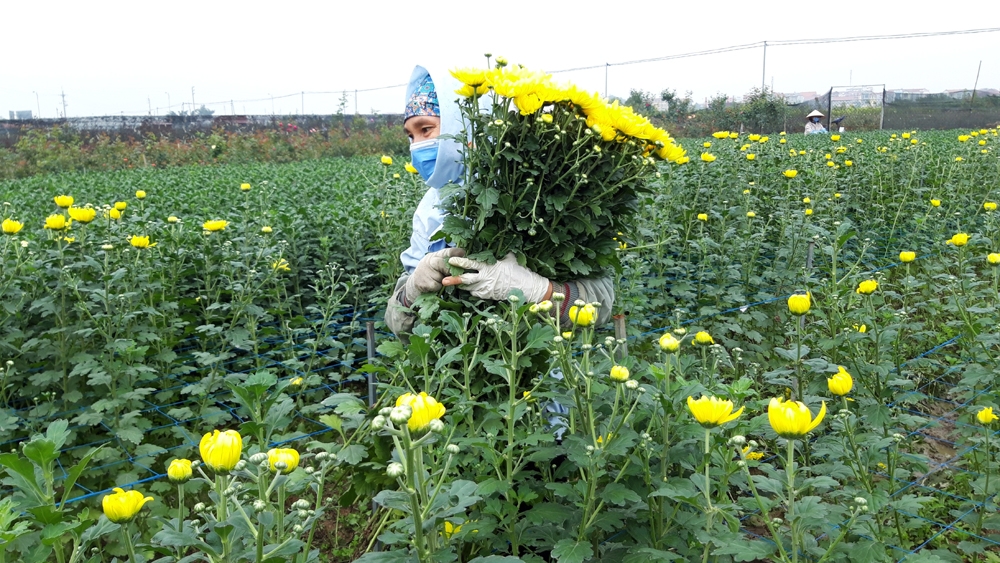 Người dân xã Mê Linh, huyện Mê Linh, Hà Nội, chăm sóc những luống hoa cúc vàng chuẩn bị cho vụ hoa Tết.