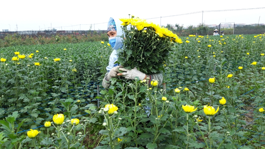 Người dân xã Mê Linh, huyện Mê Linh, Hà Nội, chăm sóc những luống hoa cúc vàng chuẩn bị cho vụ hoa Tết.