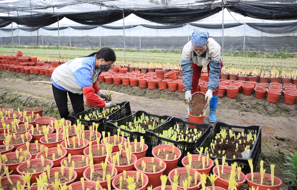 Những năm gần đây, hoa ly lùn trồng trong chậu được người dân ưa chuộng trong dịp Tết Nguyên đán.
