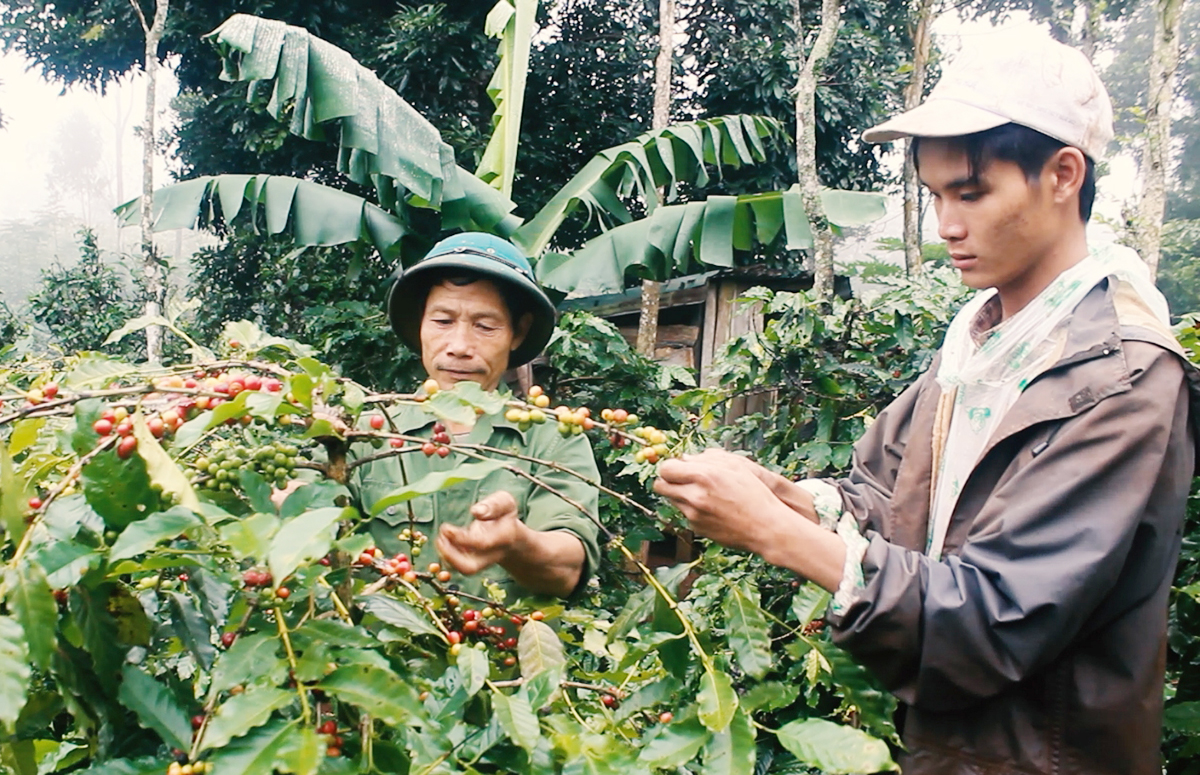 Hướng Hóa đang có nhiều thành công trong phát triển cây cà phê theo hướng hữu cơ (Ảnh TL).