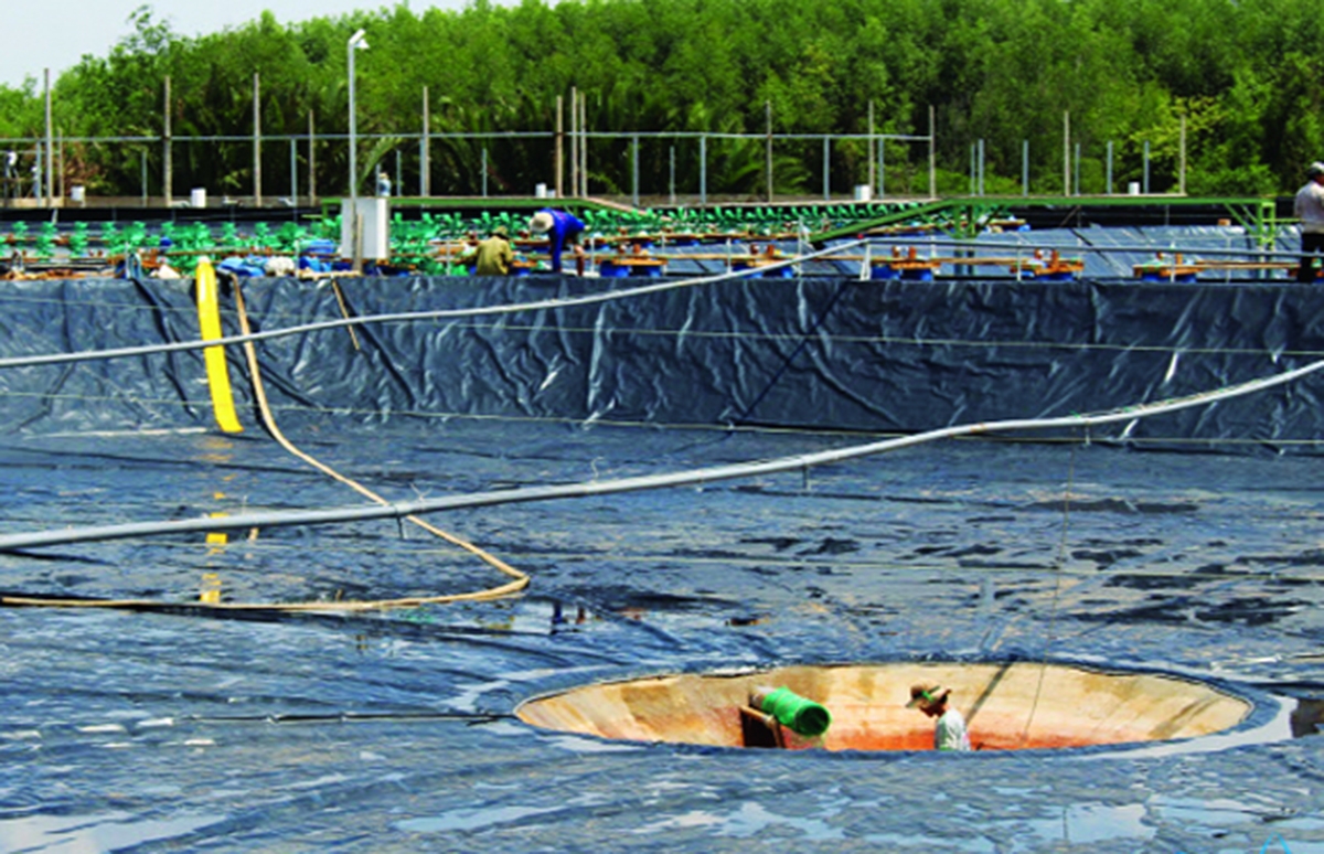 Nuôi tôm ao nổi giúp các hộ dễ chăm sóc, quản lý nuôi tôm, nâng cao hiệu quả (Ảnh TL).