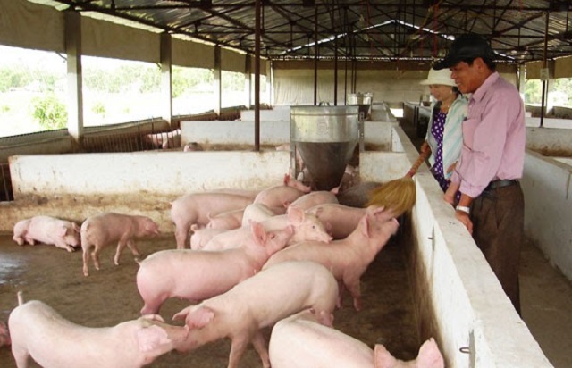 Khu vực nuôi sạch sẽ nhờ chú trọng xử lý chất thải chăn nuôi.