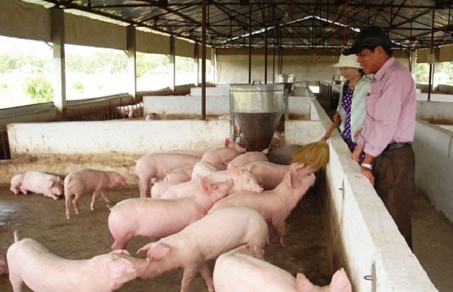 Khu vực nuôi sạch sẽ nhờ chú trọng xử lý chất thải chăn nuôi.