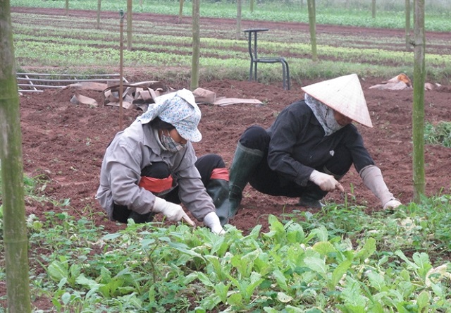 Làm cỏ thủ công giúp hạn chế sử dụng thuốc diệt cỏ độc hại.