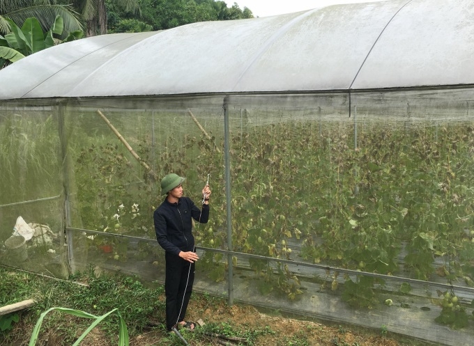 Khu vực nhà lưới trồng dưa lê siêu ngọt của HTX.