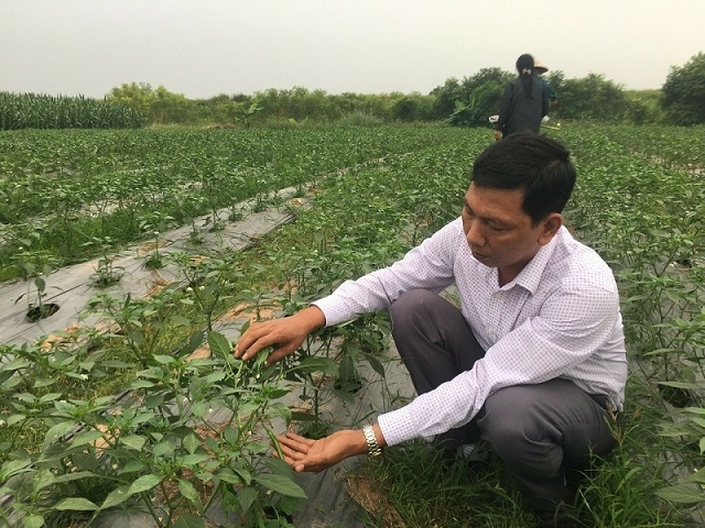 Người dân kiểm tra chất lượng ớt.
