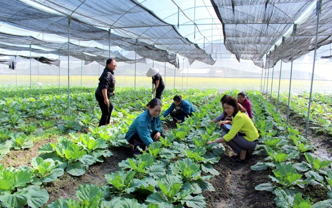 Các thành viên HTX Kim Phượng chăm sóc rau an toàn.