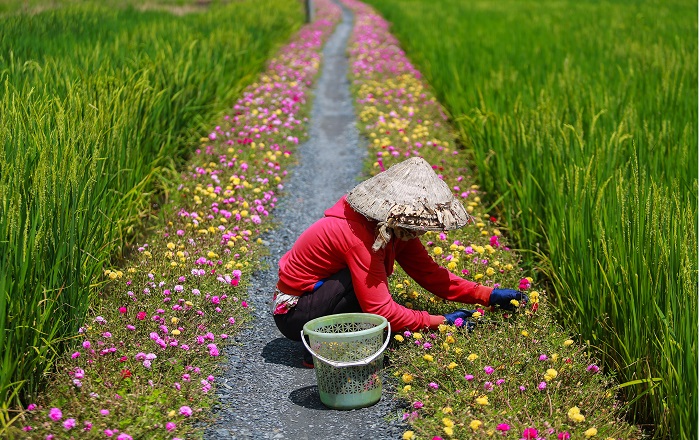 Trồng hoa ven bờ ruộng vừa tạo cảnh quan vừa hạn chế dịch bệnh cho lúa.