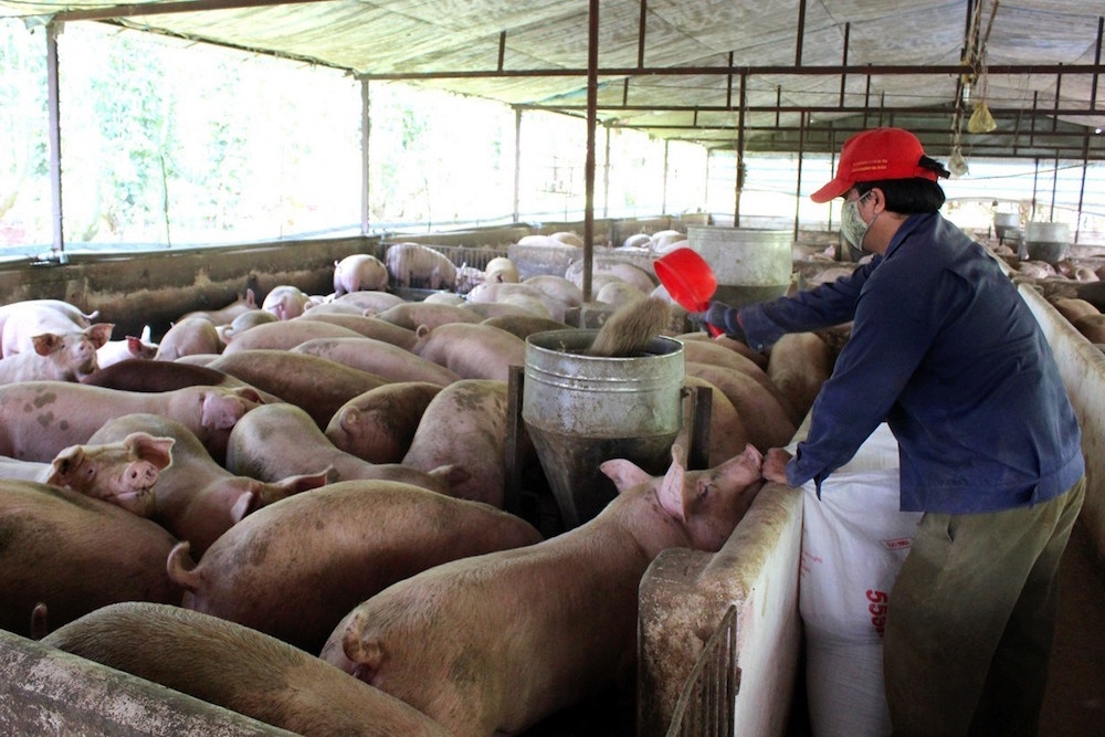 Giá lợn hơi ngày 8/1 tiếp tục tăng thêm 1.000 - 2.000 đồng/kg.