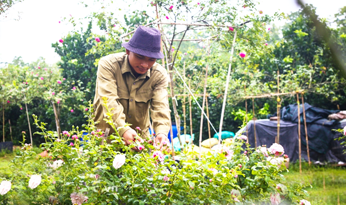 Trang trại hoa hồng của anh Đào Mạnh Hùng đang có hơn 300 giống hồng quý.