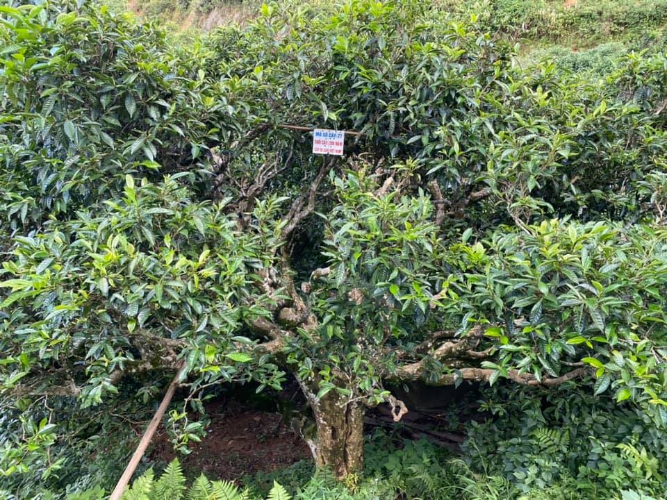 Cây chè cổ 280 năm, nhiều tuổi nhất tại Tà Xùa