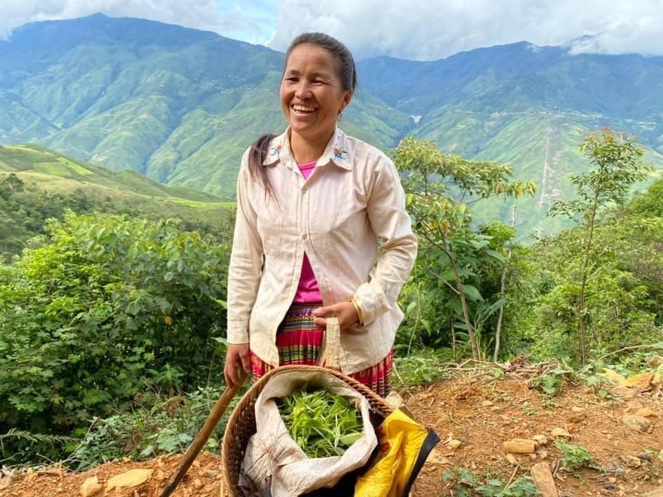 Bà con người Mông tranh thủ nông nhàn đi hái những búp chè non cuối năm.