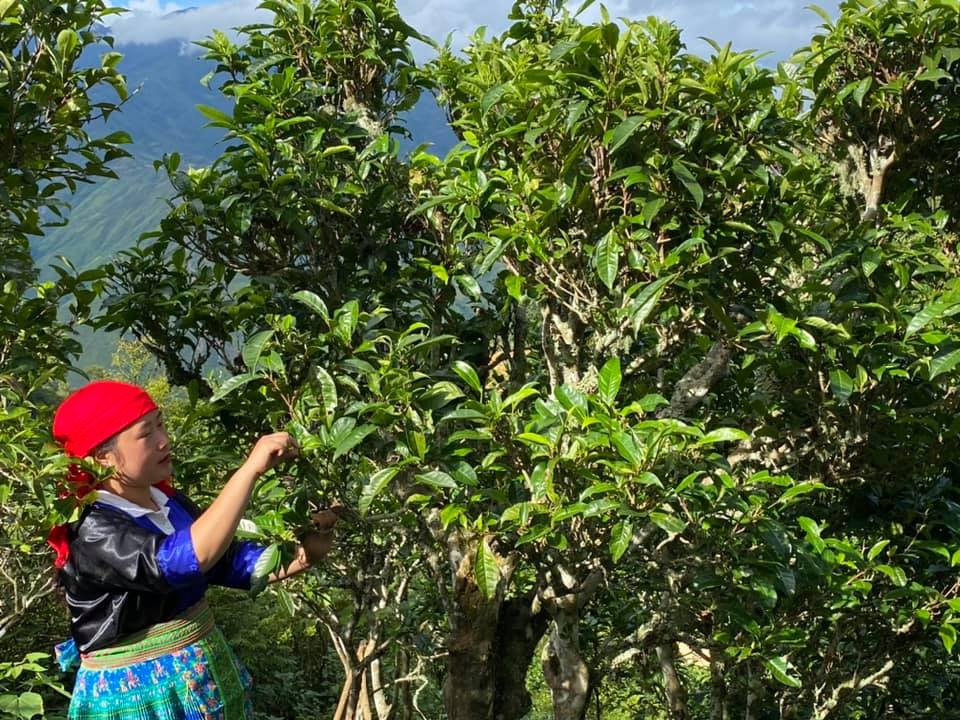 Mùa Thị Tồng, cô gái người Mông vừa làm kế toán, sổ sách cho công ty, vừa là người hướng dẫn bà con hái chè. Tồng chia sẻ, bà con bây giờ đã biết kỹ thuật hái chè, nên chất lượng và hình thức của trà tốt hơn trước.