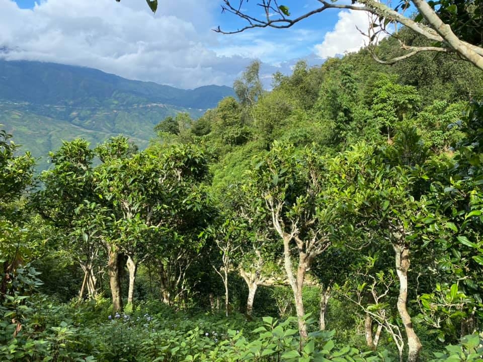 Tà Xùa xanh ngát rừng chè cổ thụ.