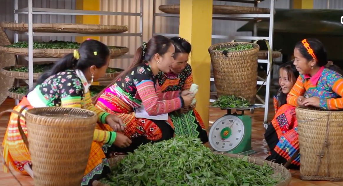 Với giá bán 50.000-60.000 kg chè tươi, có gia đình hàng năm thu nhập vài chục triệu đồng, đủ trang trải cuộc sống vốn đang rất khó khăn.