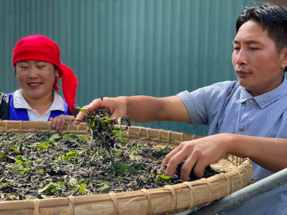 Mùa A Xênh, một trong những thành viên tích cực nhất của HTX Tà Xùa. Anh không chỉ thu mua mà còn hướng dẫn bà con kỹ thuật hái, bảo quản chè.