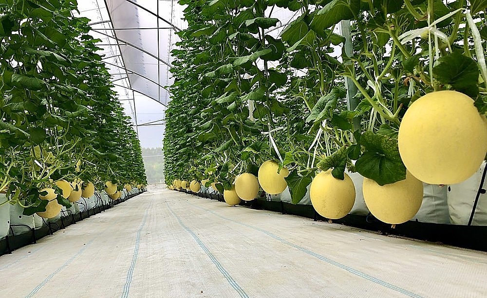 Dưa lưới công nghệ cao chuẩn bị cho thu hoạch.