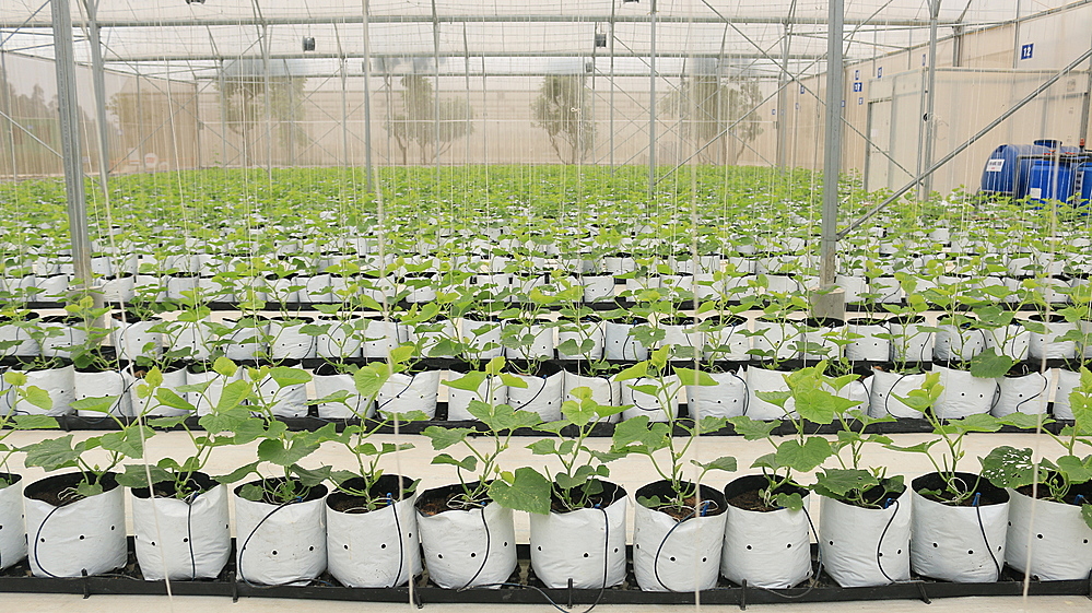 Nhà vườn có 5 nhà màng với diện tích 6.000m2.