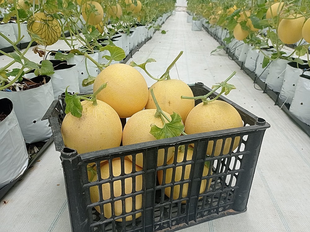 Mỗi quả dưa có trọng lượng trung bình 1,6-1,8kg.