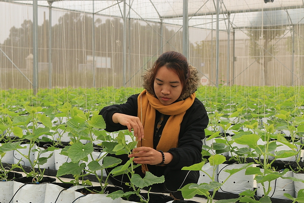 Kỹ sư trẻ Nguyễn Thị Trang đang chăm sóc vườn dưa .