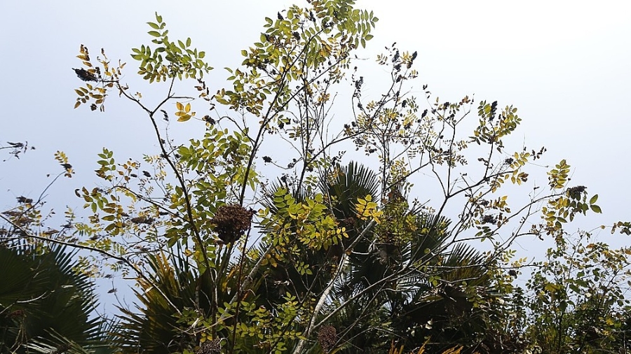 Thân và quả cây muối có thể dùng làm gia vị.