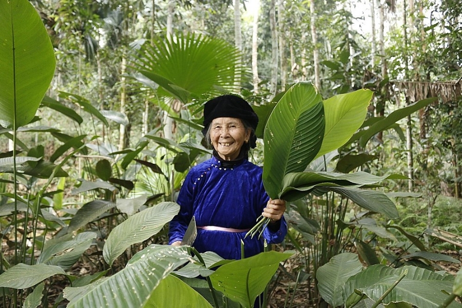 Cụ Hoàng Thị Liên vào rừng tìm cây muối, lá dong về gói bánh chưng.