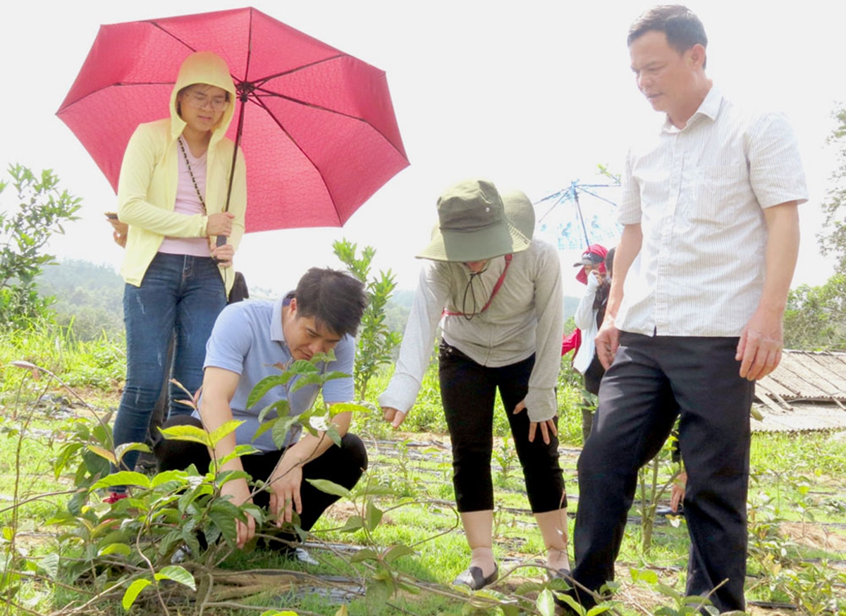 Cây dược liệu đang được huyện định hướng phát triển theo hướng khoa học, thân thiện môi trường (Ảnh TL).