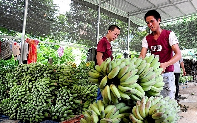 Chuối sản xuất hữu cơ sẽ được thu mua phục vụ chế biến.