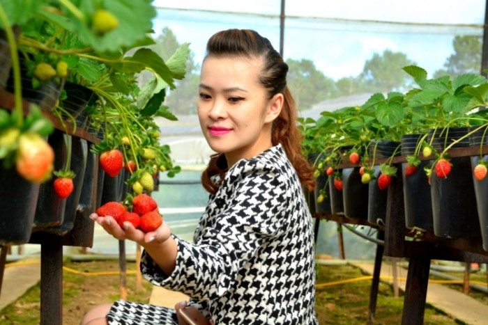 Trồng dâu tây cảnh là hướng đi hiệu quả, đáp ứng nhu cầu khách hàng trong dịp Tết.