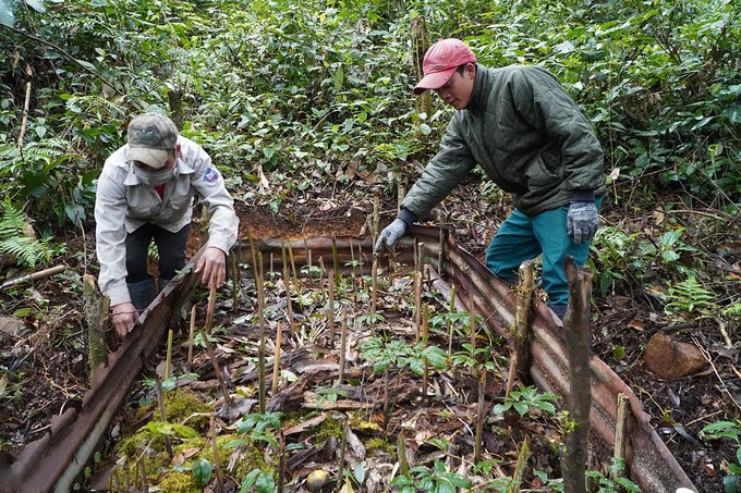Công nhân của thương hiệu Sâm Nghị gia chăm sóc vườn sâm.