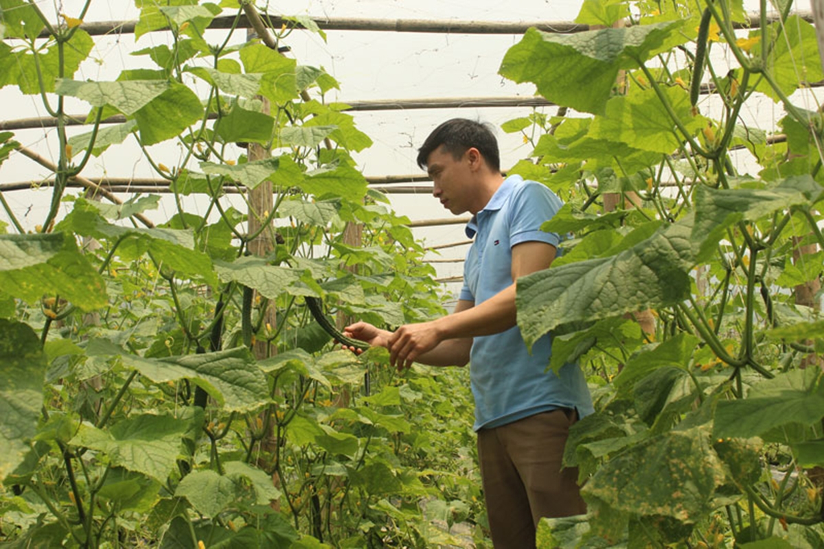 Liên kết giúp các mô hình sản xuất thu lợi kép về kinh tế và môi trường (Ảnh TL).